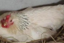 蛋鸡的产蛋期怎么延长，光照时间保持在16-17个小时