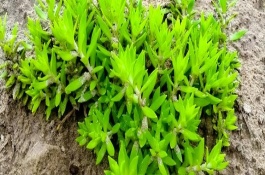 垂盆草的扦插方式，栽种后每隔半个月追施一次氮肥