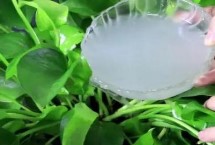 淘米水浇花会不会生出虫子，可以但需要发酵后再使用