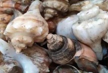 海螺有寄生虫吗，通过卵生的方式繁殖