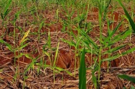 槟榔苗用什么肥料，主要施加氮肥和农家肥