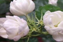 茉莉花花语的由来，寓意纯洁、忠贞和尊敬