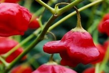 七锅卓越，大家吃过哪几种