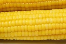 丰乐709玉米栽培技术要点，普通夏玉米品种