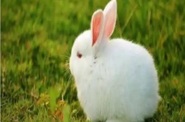 兔子在四个季节繁殖有啥特点，耳朵能自由转动、眼睛能看到身后的事物