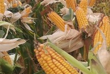 安丰137玉米栽培技术要点，大喇叭口期防治玉米螟虫