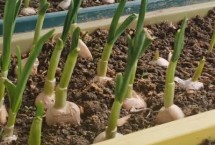 阳台黄瓜只开花不结果是怎么回事，可种植白菜、胡萝卜、大蒜等品种