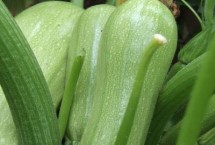 冬季大棚西葫芦的种植间距，及时摘除老叶、侧芽及卷须