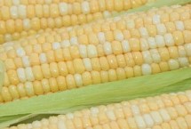 靖禾1号玉米栽培技术要点，区试平均生育期128.1天