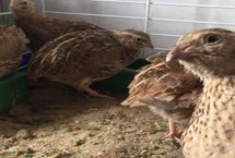 鹌鹑为什么会乱啄，鹑舍不干净而造成的