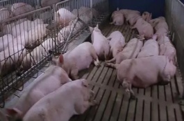 养猪场污水怎么处理，收集死猪后再采取深埋或焚烧等措施