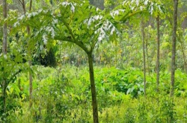 种蔬菜要施底肥吗，可以种生菜、菠菜、韭菜等