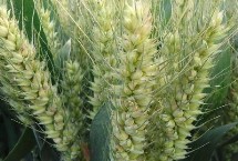 盈亿166小麦栽培技术要点，亩播种量10-12.5千克