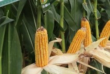 申科甜2号玉米栽培技术要点，高抗大斑病1级