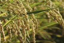 良相优868水稻栽培技术要点，全生育期早稻122.9天