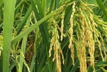 巨基10号水稻栽培技术要点，该品种主茎12片叶