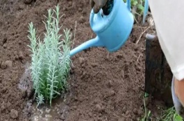 施用肥料的误区，分为底肥深施、种肥深施和追肥深施