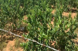 柠檬开花期间怎么管理才结果多，适宜在冬暖夏凉的亚热带地区栽培