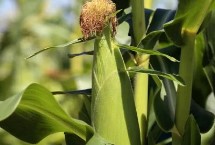 嘉乐玉818玉米栽培技术要点，春播平均生育期117.0天