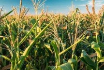 润泽917玉米栽培技术要点，平均生育期102.5天