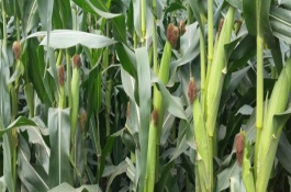 丰垦009玉米栽培技术要点，高抗茎腐病3.6%hr