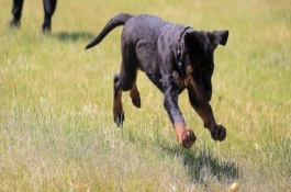 狗狗得了髋关节炎能活几年，一般具有遗传性