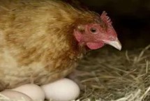 蛋鸡的下蛋数量减少如何处理，开产过早会阻碍骨骼发育