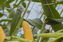 郑原玉806玉米栽培技术要点，中抗小斑病