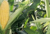 强盛392玉米栽培技术要点，适宜播种期4月下旬至5月上旬