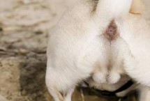 狗狗肛门红肿鼓起大包什么原因，可能是长期没有清理肛门腺导致的