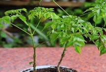 幸福树为什么会掉叶，可能是浇水过多、温度不适、光照过强等原因所导致
