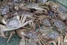 螃蟹养殖需要什么条件，养殖前要定时检查池塘