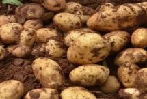 洋芋是什么，应选择土质疏松且能排能灌的地块