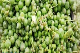 翡翠珠简介，每隔4-5天浇一次即可