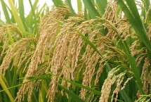 永兴优香粘水稻栽培技术要点，每亩有效穗数16.6万