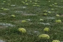 宁夏硒砂瓜几月份上市，随着种植年限的增长会让土壤的水肥快速流失