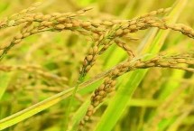 五优1602水稻栽培技术要点，大田用种量每亩1.0公斤