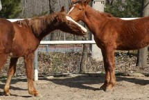 关中马的品种特点，需选择颈部细长、肌肉丰满的种马作为养殖对象
