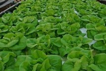 无公害蔬菜和绿色蔬菜那个等级高，首选农家肥