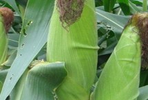 睿德282玉米栽培技术要点，适宜播种期4月下旬至5月上旬