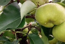 吉林龙井市的特产，长白山黑木耳是当地著名的土特产