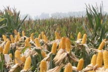 三农99玉米栽培技术要点，两年区试平均生育期131天