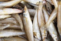 沙丁鱼和青条鱼的区别，科目和外形都不同