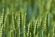 禾丰3号小麦栽培技术要点，全生育期225.2天