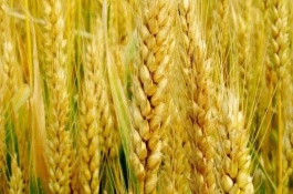 定丰18号小麦栽培技术要点，3月中下旬播种