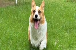 狗狗尿路感染的症状，会出现饮食多、排泄多、身体消瘦等情况