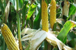赤糯二号玉米栽培技术要点，中抗弯孢菌叶斑病5MR