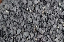 大葱施肥能不能用尿素，播种前需浸种3-4小时