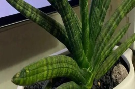 养殖佛前香虎皮兰要注意什么，代表富贵、招财