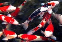 锦鲤的养殖技术，通常可达70年